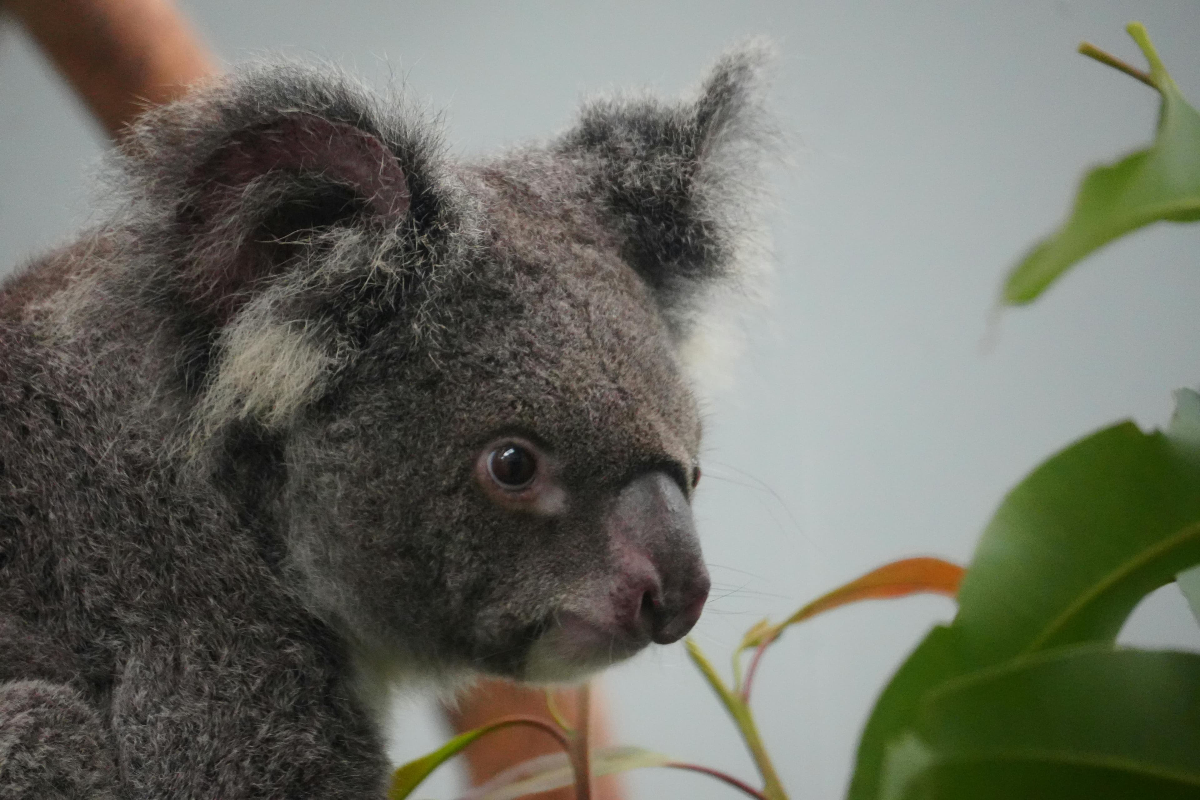 pexels-snow-chang-2148891262-32607015