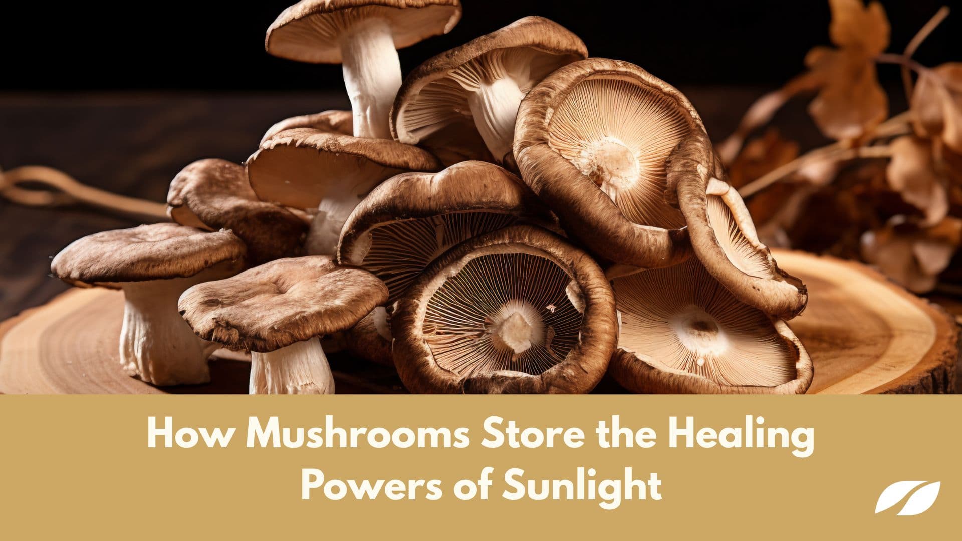 How Mushrooms Store the Healing Powers of Sunlight