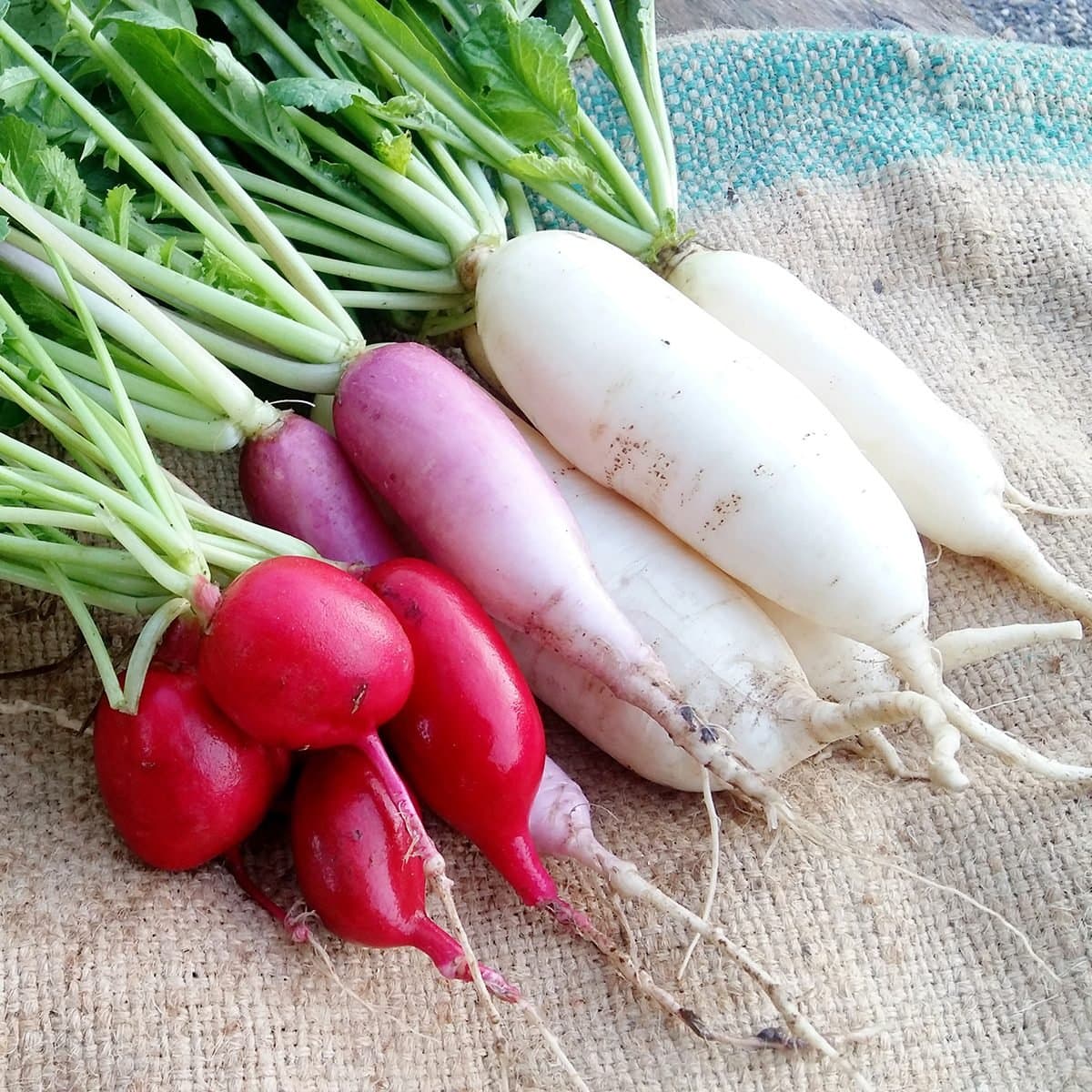 radish-shutterstock 1010435131