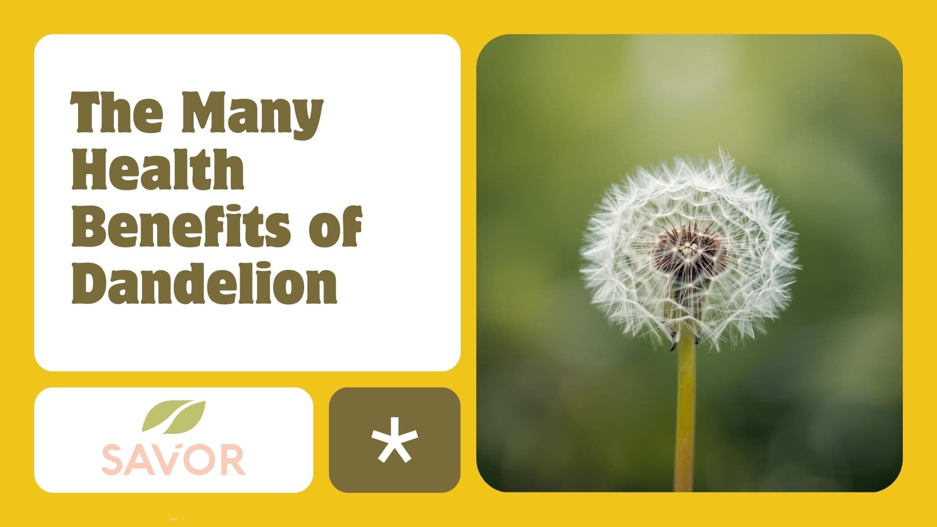 The Many Health Benefits of Dandelion