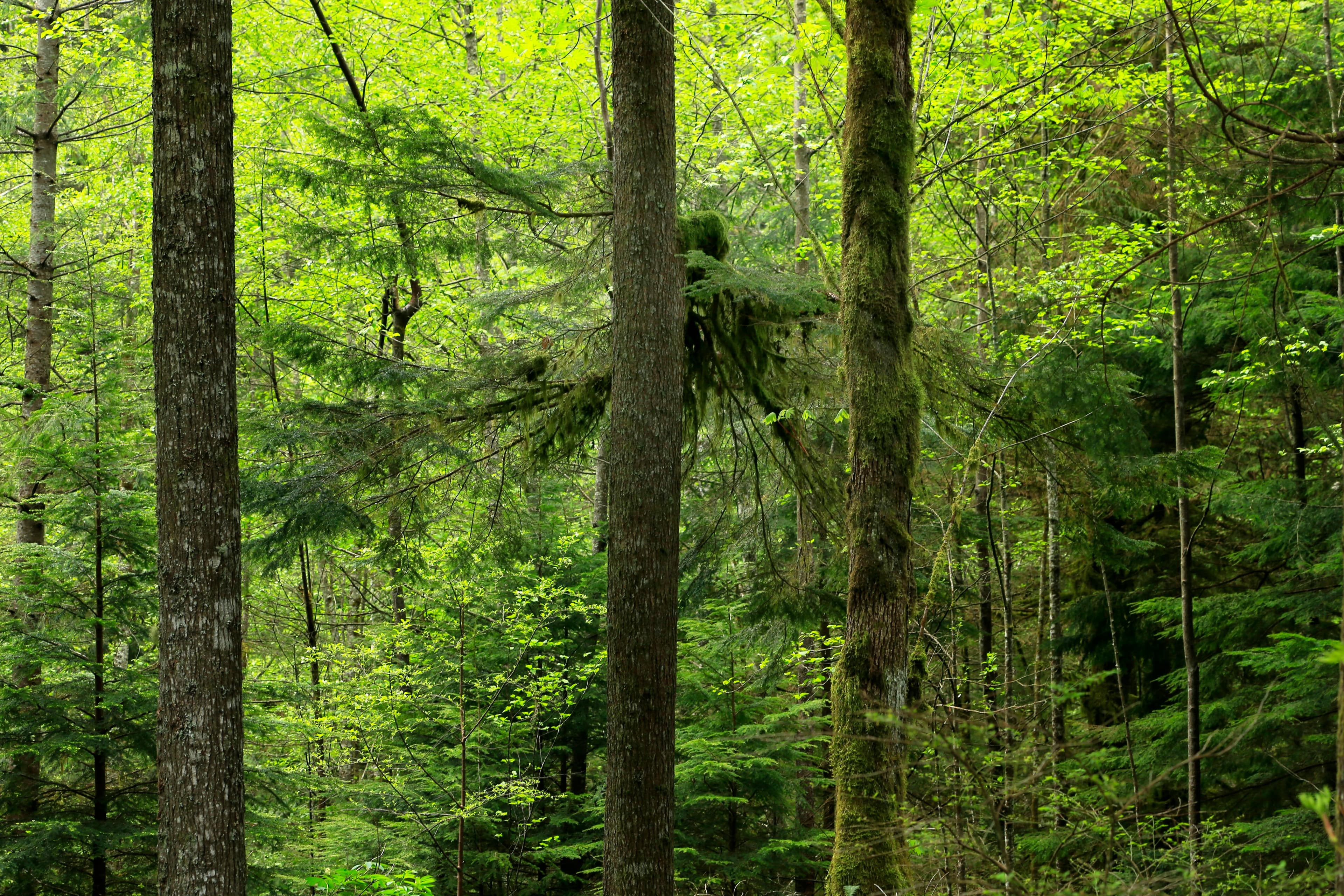 pexels-andromeda99-35113160