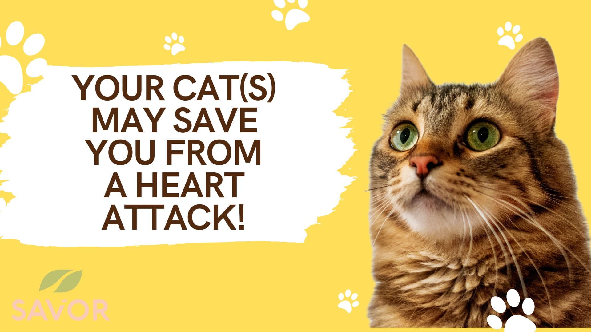 Your Cat(s) May Save You From A Heart Attack!