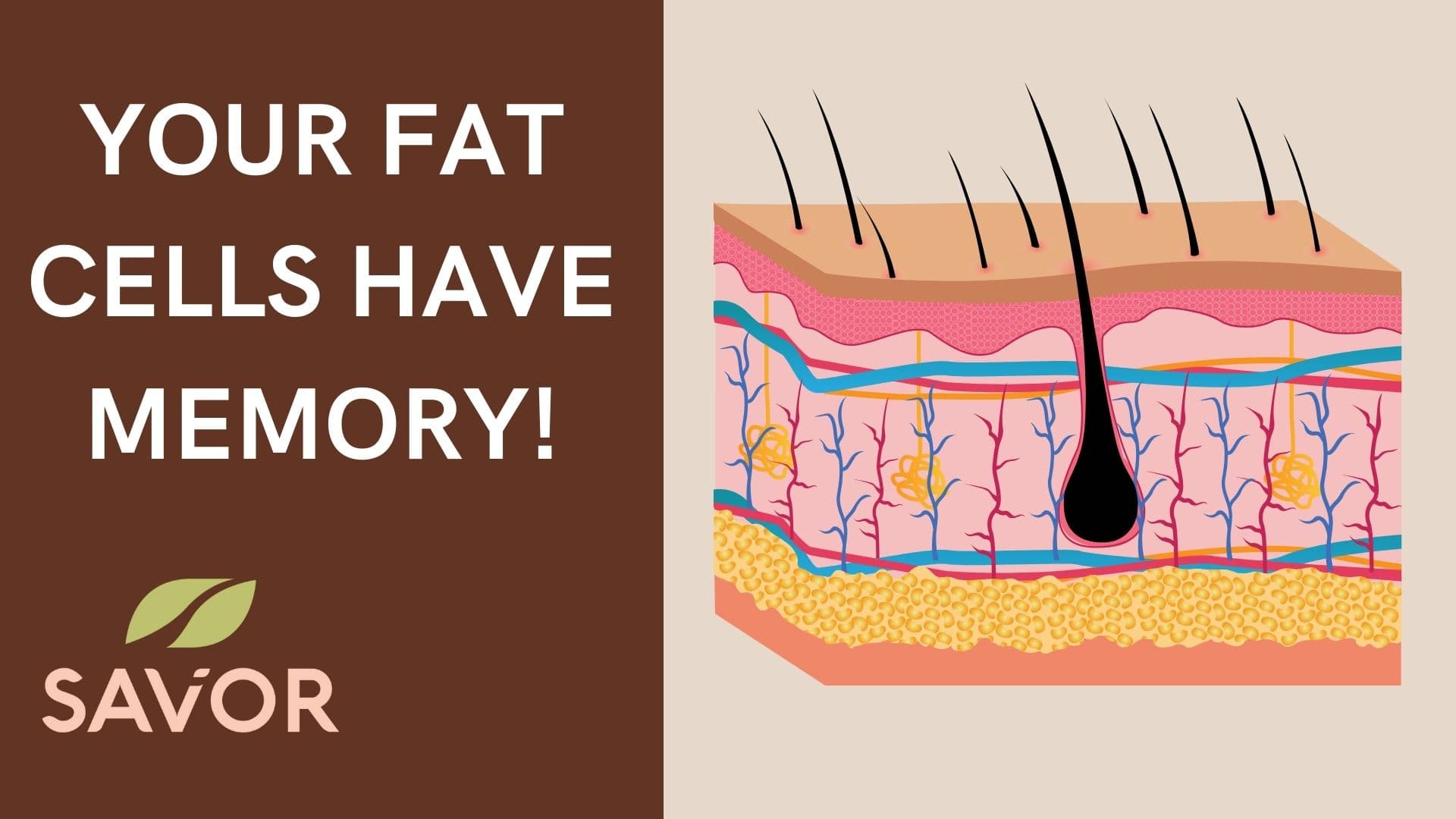 Your Fat Cells Have Memory!